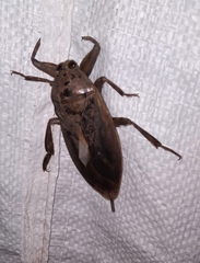 Lethocerus indicus