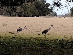 Grus canadensis image
