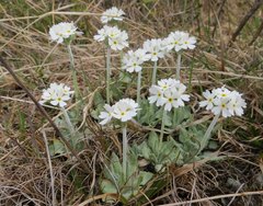 Primula magellanica