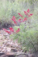 Grevillea dryandri