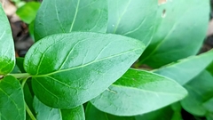 Vinca difformis difformis