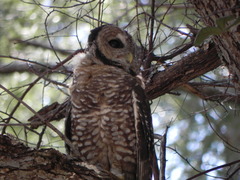 Strix occidentalis lucida