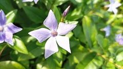 Vinca difformis difformis