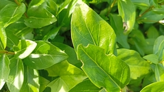 Vinca difformis difformis