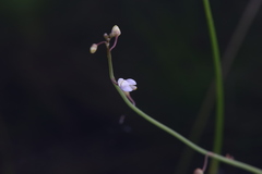 Utricularia limosa