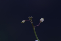 Utricularia limosa