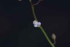 Utricularia limosa