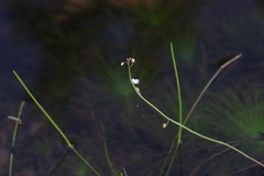Utricularia limosa