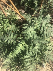 Phacelia distans