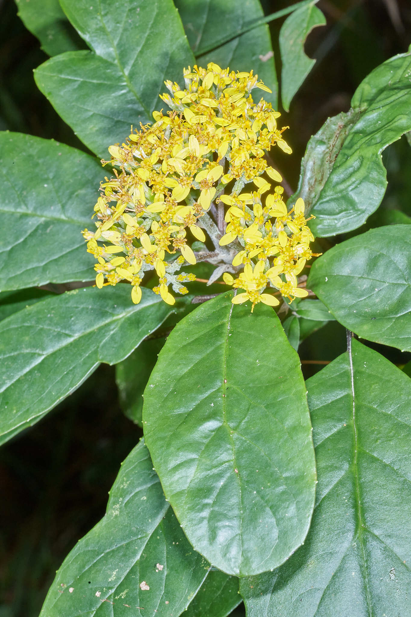 Telanthophora