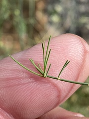 Asparagus nelsii