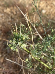 Asparagus nelsii