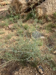 Asparagus nelsii