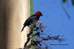 Malimbus rubricollis