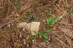 Bunium bulbocastanum