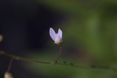Utricularia limosa