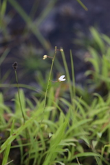 Utricularia limosa