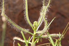 Drosera serpens