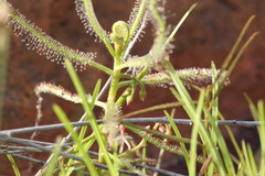Drosera serpens