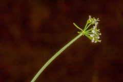 Bunium bulbocastanum