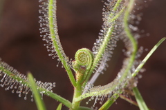 Drosera serpens