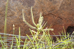 Drosera serpens