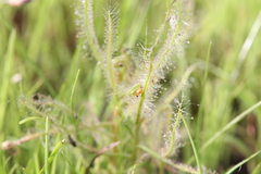 Drosera serpens