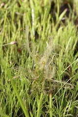 Drosera serpens