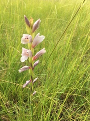 Gladiolus densiflorus