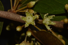 Sideroxylon americanum