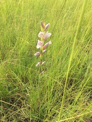 Gladiolus densiflorus
