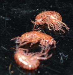 Arcitalitrus sylvaticus