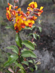 Gastrolobium calycinum