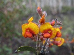 Gastrolobium calycinum