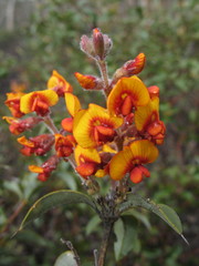 Gastrolobium calycinum