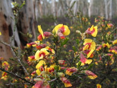 Dillwynia uncinata