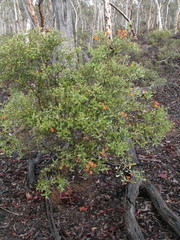 Gastrolobium calycinum