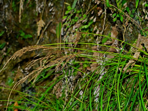 Carex longistipes iNat (2)