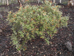 Gastrolobium calycinum