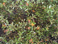 Gastrolobium calycinum