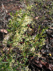 Trymalium ledifolium