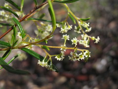 Trymalium ledifolium