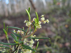 Trymalium ledifolium