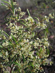 Trymalium ledifolium