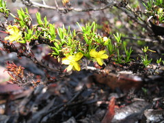 Hibbertia hemignosta