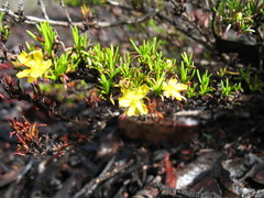 Hibbertia hemignosta
