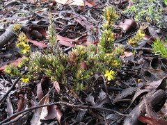 Hibbertia hemignosta