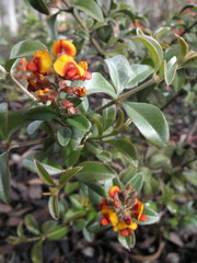 Gastrolobium calycinum