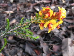 Dillwynia uncinata