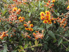 Gastrolobium calycinum